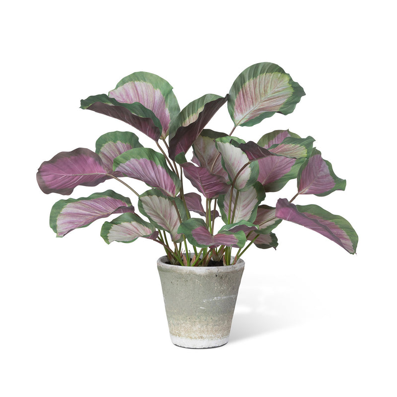 Lovecup Calathea Plant, Potted, Pink Green L109