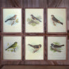 Lovecup Farmhouse Bird Prints Set of 6 L978
