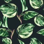Ficus Wallpaper