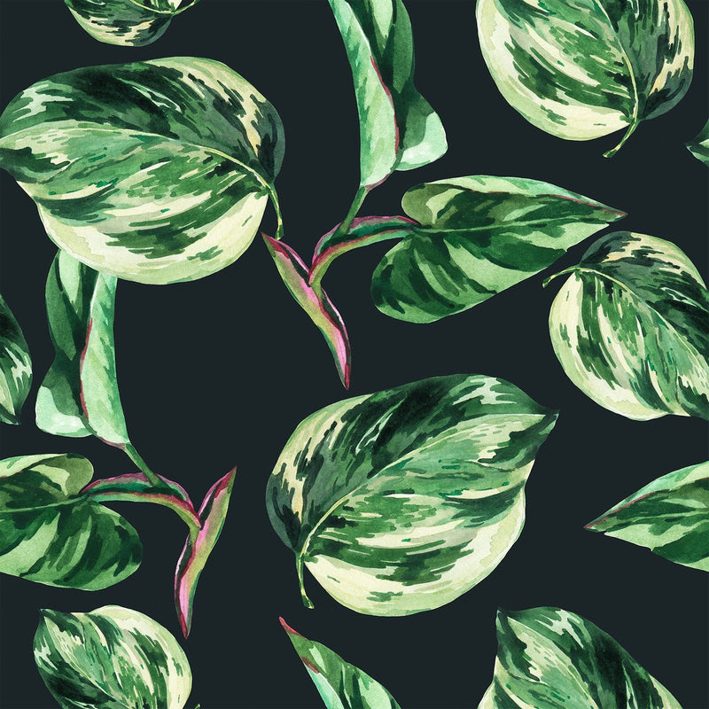 Ficus Wallpaper