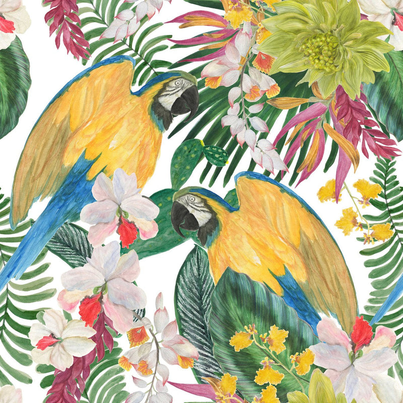 Parrots on White Background Wallpaper