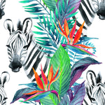 Zebras on White Wallpaper