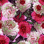 Pink and White Peonies Wallpaper