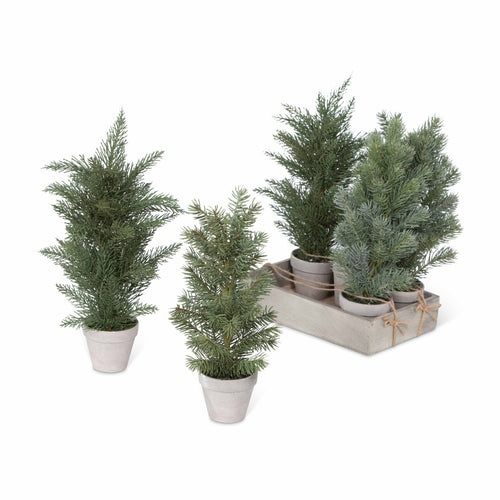 Lovecup Evergreen Nursery Flat 6 Pots L734