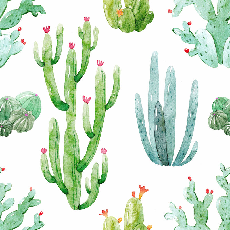 Cacti on White Background Wallpaper