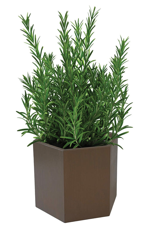 Hexagon Forever Planters