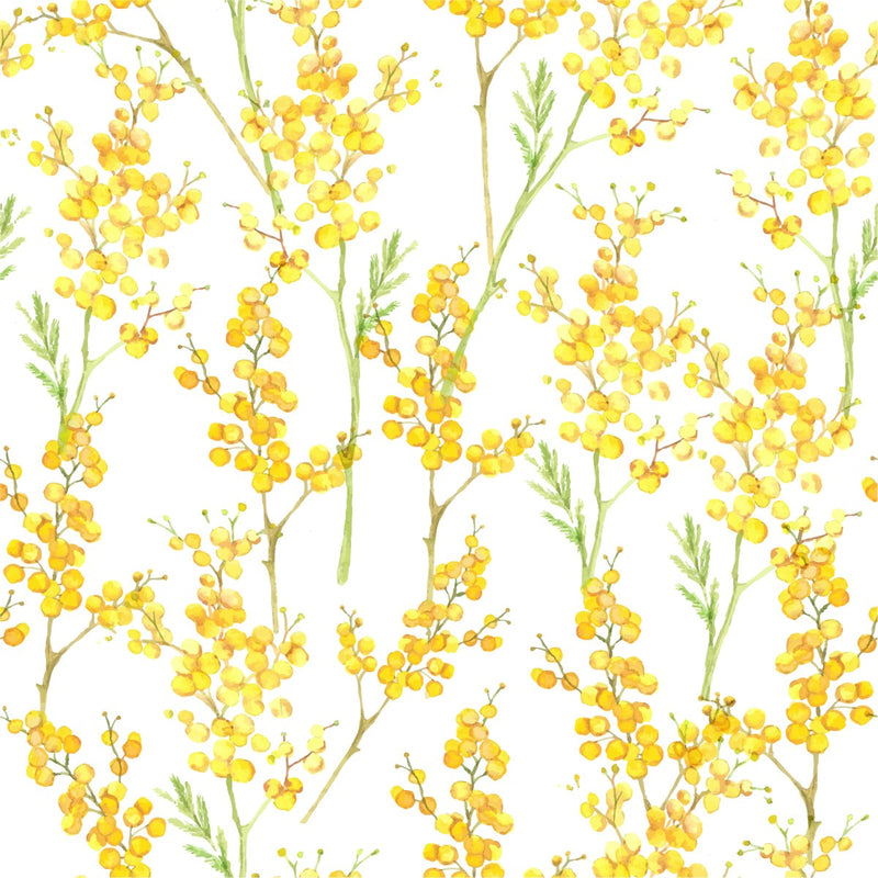 Mimosa Flowers Wallpaper