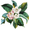 Apple Flowers Wallpaper