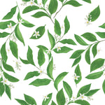 Voguish Jasmine Wallpaper Tasteful
