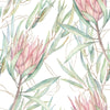 Pink Protea Wallpaper